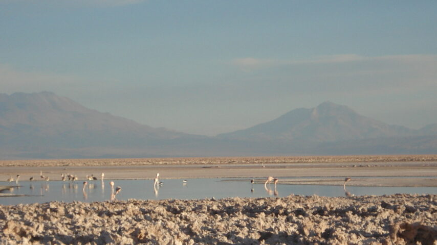 Salar -flamencos